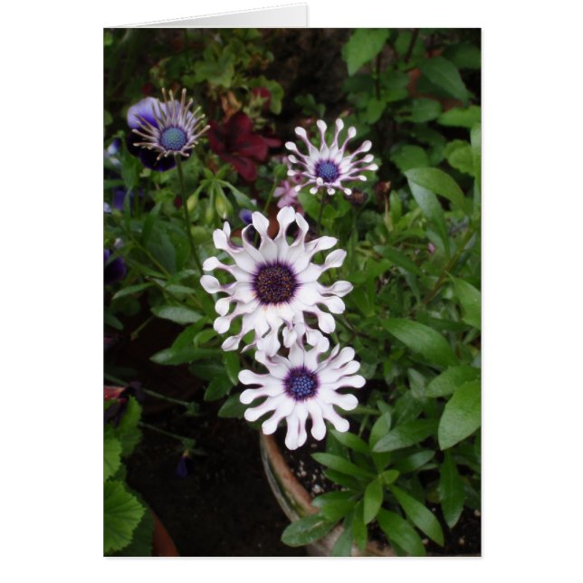 White African Daisy (Vorne)