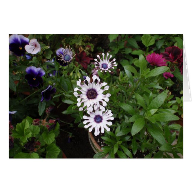 White African Daisy (Vorderseite (Horizontal))