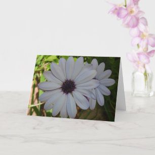 White African Daisy Blume Card Karte