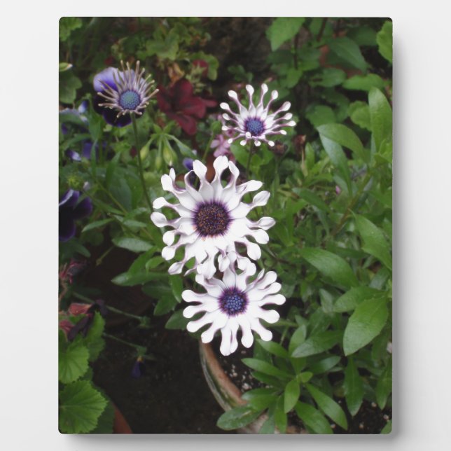 White African Daisy Fotoplatte (Vorderseite)