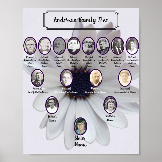 White African Daisy Oval Ancestor Photos Poster (Vorne)