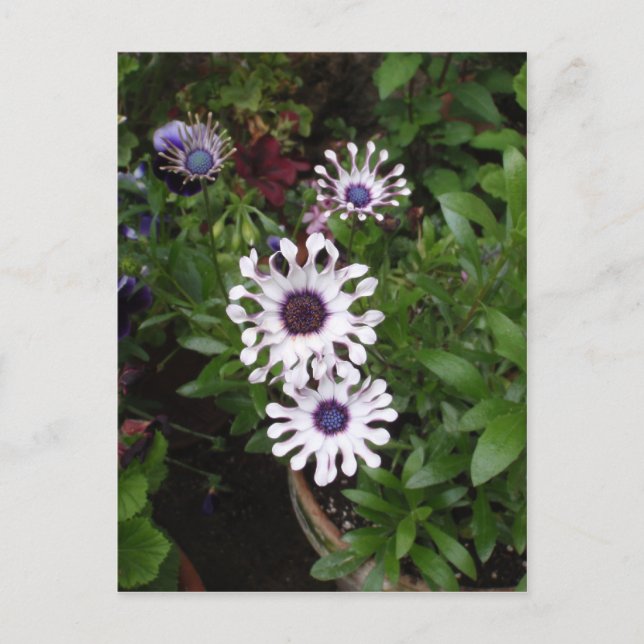 White African Daisy Postkarte (Vorderseite)