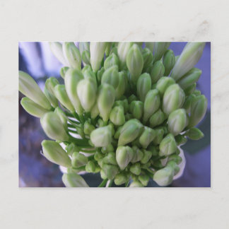 White Allium Buds Postkarte