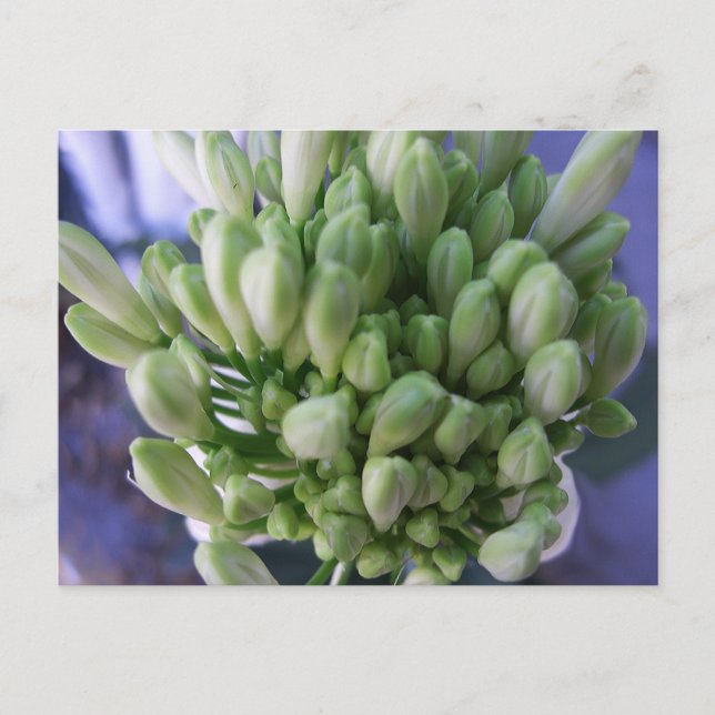 White Allium Buds Postkarte (Vorderseite)