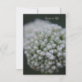 White Allium Mitteilungskarte