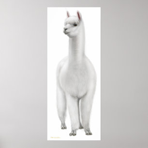 White Alpaca Print Poster