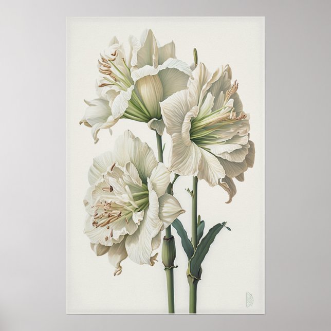 White Amaryllis Blume Art Print Poster (Vorne)