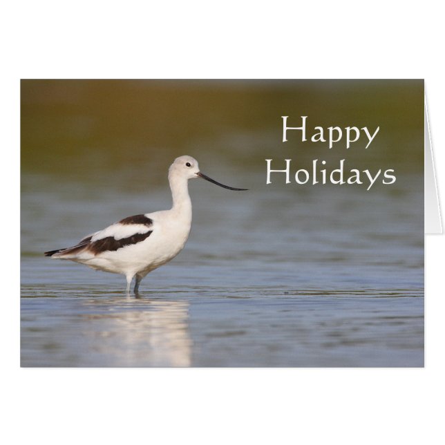 White American Avocet (Vorderseite (Horizontal))