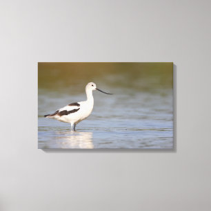 White American Avocet Leinwanddruck