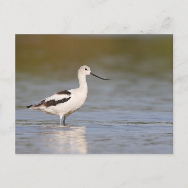 White American Avocet Postkarte (Vorderseite)