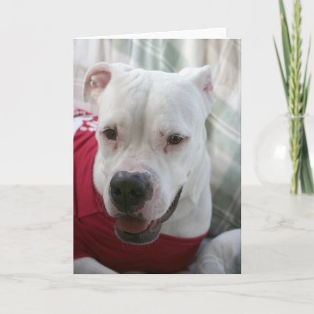 White American Bulldog Foto Karte (Vorderseite)