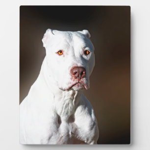 White American Pitbull Terrier Rescue Dog Fotoplatte