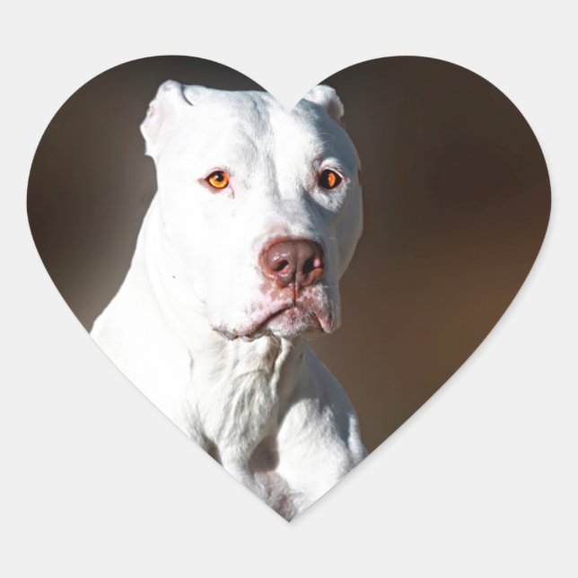 White American Pitbull Terrier Rescue Dog Herz-Aufkleber (Vorderseite)