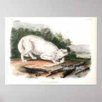 White American Wolf von John James Audubon