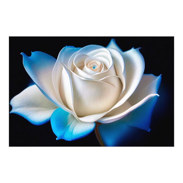 White and Blue Rose Fotodruck (Vorne)