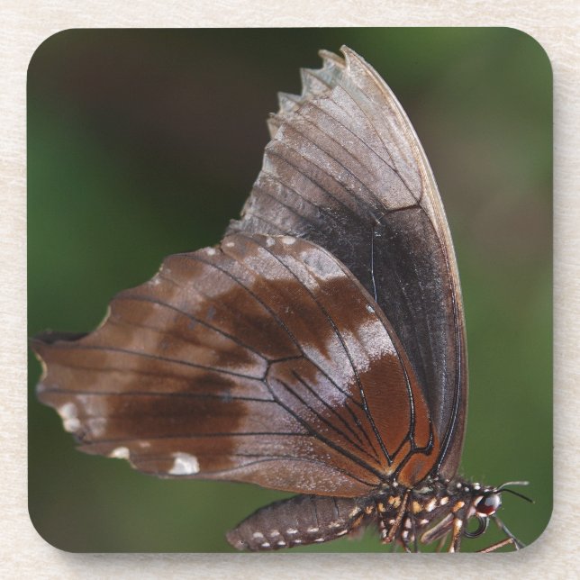 White and Brown Butterfly on Red Blume Getränkeuntersetzer (Vorderseite)