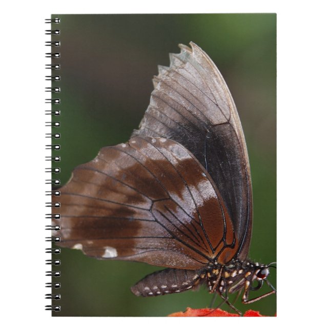White and Brown Butterfly on Red Blume Notizblock (Vorderseite)