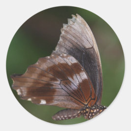White and Brown Butterfly on Red Blume Runder Aufkleber