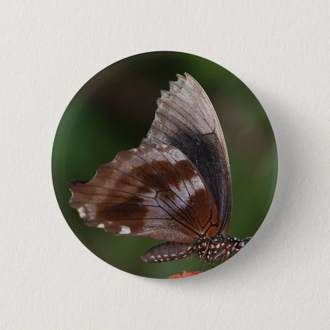 White and Brown Butterfly on Red Flower Button (Vorderseite)