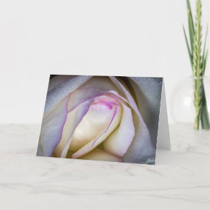 White and Pink Rose with Dew Karte