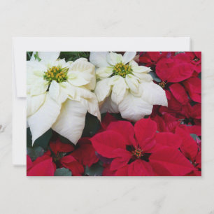 White and Red Poinsettias II Weihnachtsfeiertage Feiertagskarte