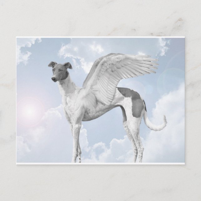 White Angel Greyhound Postkarte (Vorderseite)
