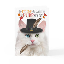 White Angora Cat Feline Dankbar für PURRkey Day