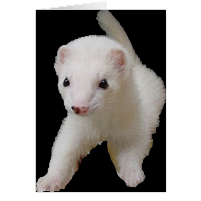 White Baby Ferret (Vorne)