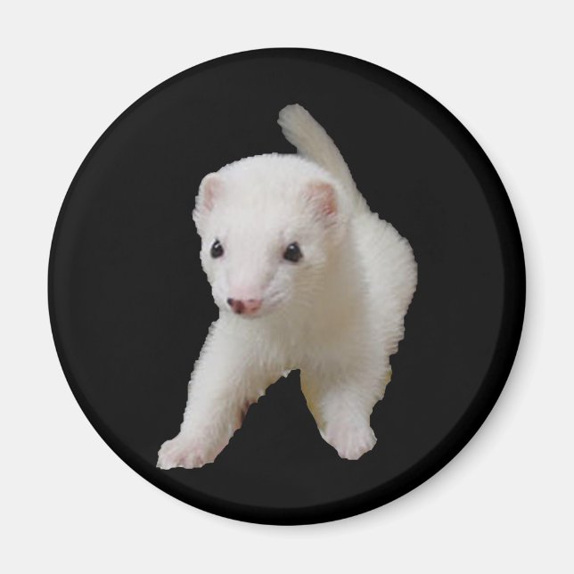 White Baby Ferret Magnet (Vorne)