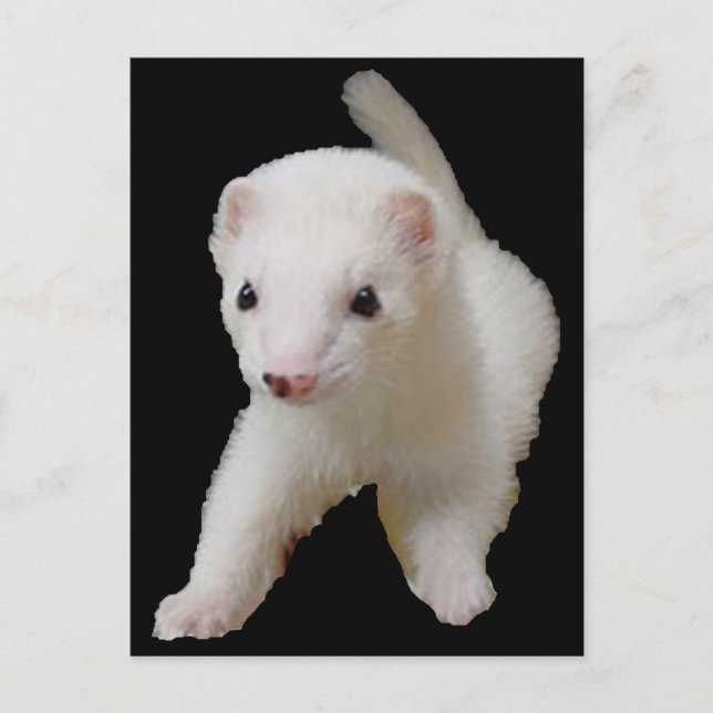 White Baby Ferret Postkarte (Vorderseite)