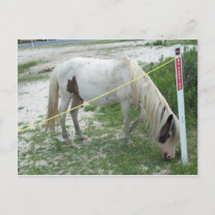 White Beach Pony Postkarte