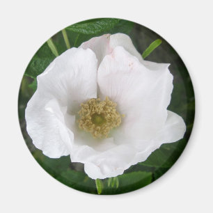 White Beach Rose Magnet