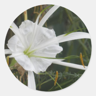 White Beach Spider Lilies Blume Foto Runder Aufkleber