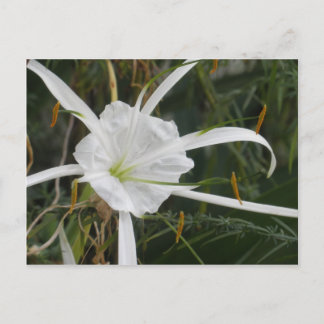White Beach Spider Lily Lilies Blume Foto Postkarte