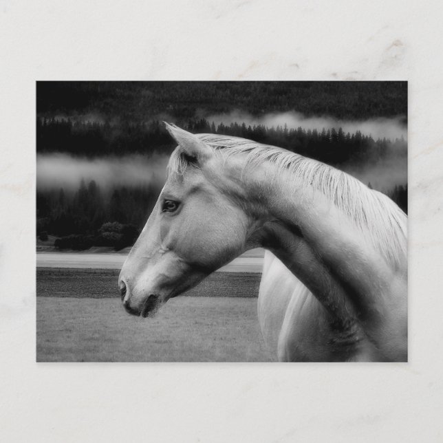 White Beauty Post Card Postkarte (Vorderseite)