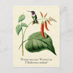 White Bellied Woodstar Hummingbird Vintage Kunst Postkarte