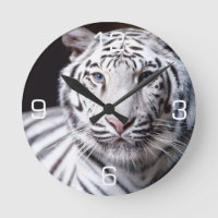 White Bengal Tiger Photography