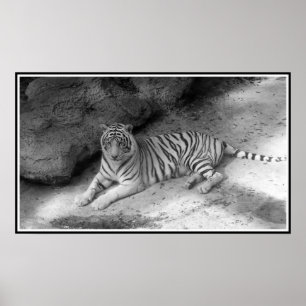 White Bengal Tiger Print in Black and White Poster