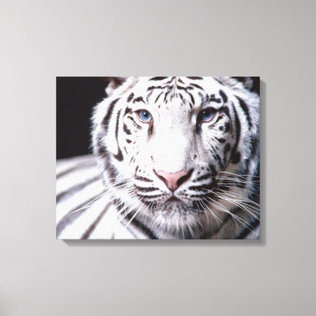 White Bengalisch Tiger Fotografy Leinwanddruck (Vorderseite)