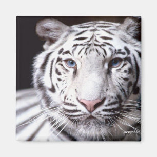 White Bengalisch Tiger Fotografy Magnet