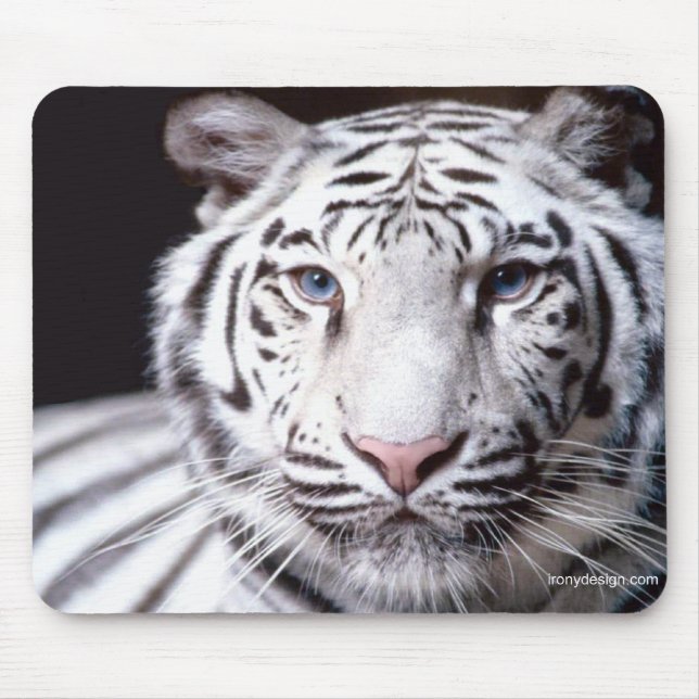 White Bengalisch Tiger Fotografy Mousepad (Vorne)