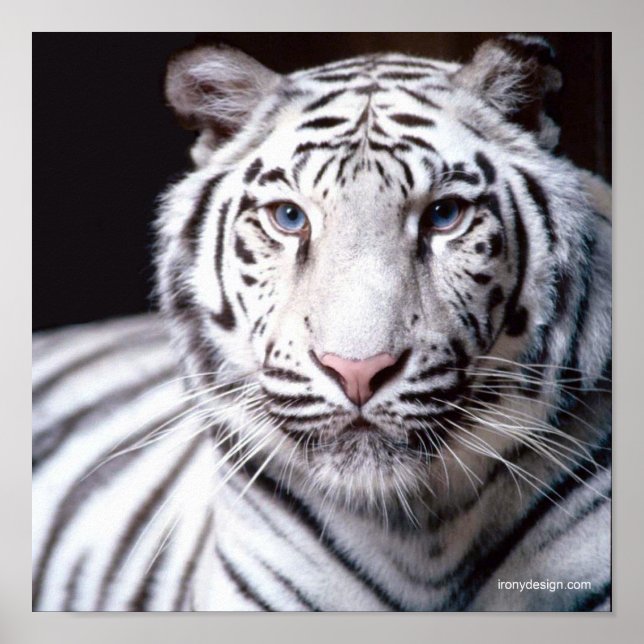 White Bengalisch Tiger Fotografy Poster (Vorne)