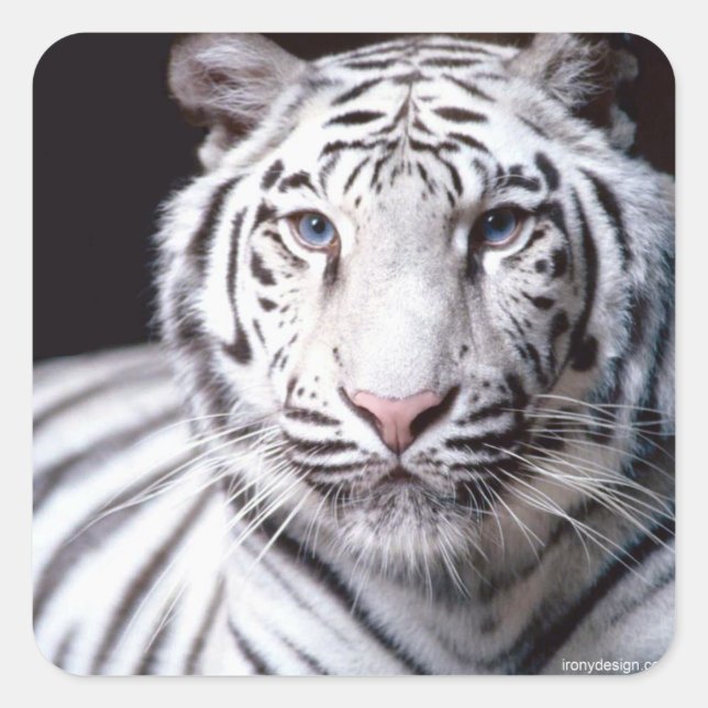 White Bengalisch Tiger Fotografy Quadratischer Aufkleber (Vorderseite)