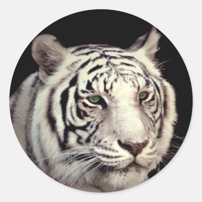 White Bengalisch Tiger Runder Aufkleber (Vorderseite)