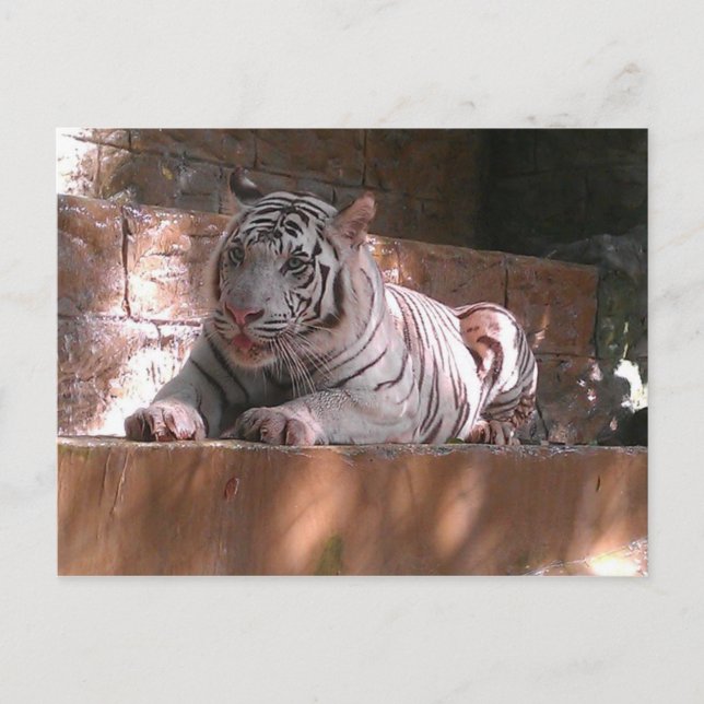White Bengalisch Tiger, Trinidad Postcard Postkarte (Vorderseite)