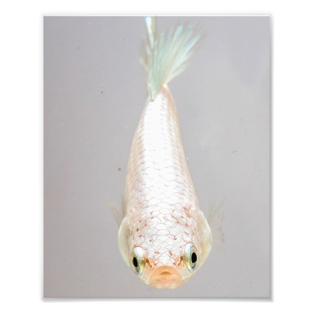 White Betta Fish Fotodruck (Vorne)