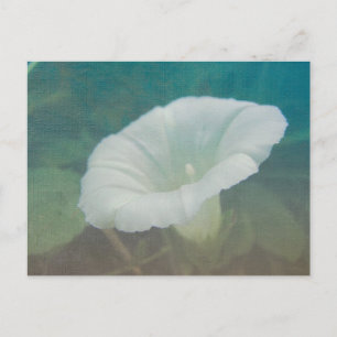 White Bindweed - Der wilde, ewige Morgenherrn Postkarte