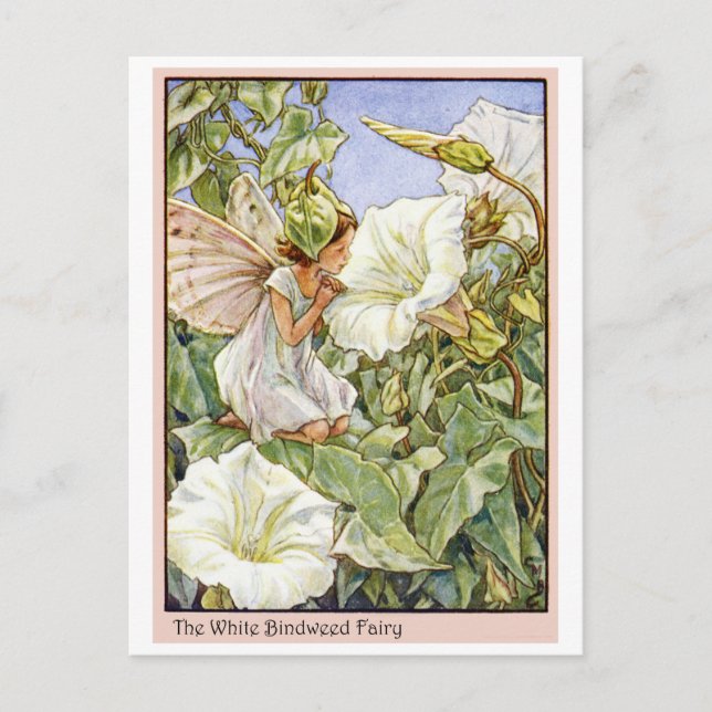 White Bindweed Fairy Postkarte (Vorderseite)