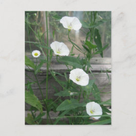White Bindweed Postkarte