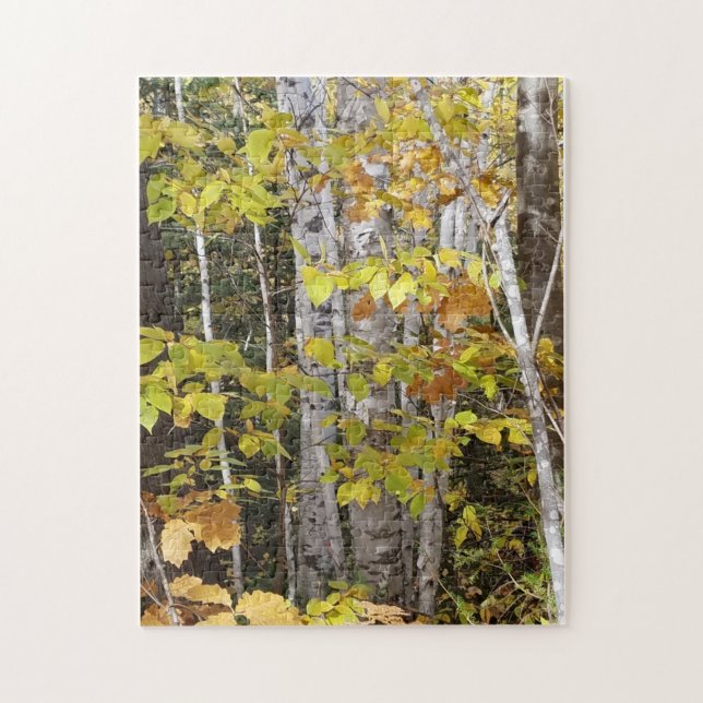 White Birch in Autumn (Vertikal)